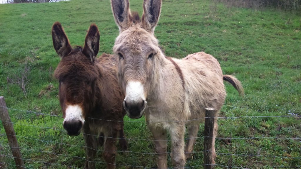 Soin énergétique pour animaux